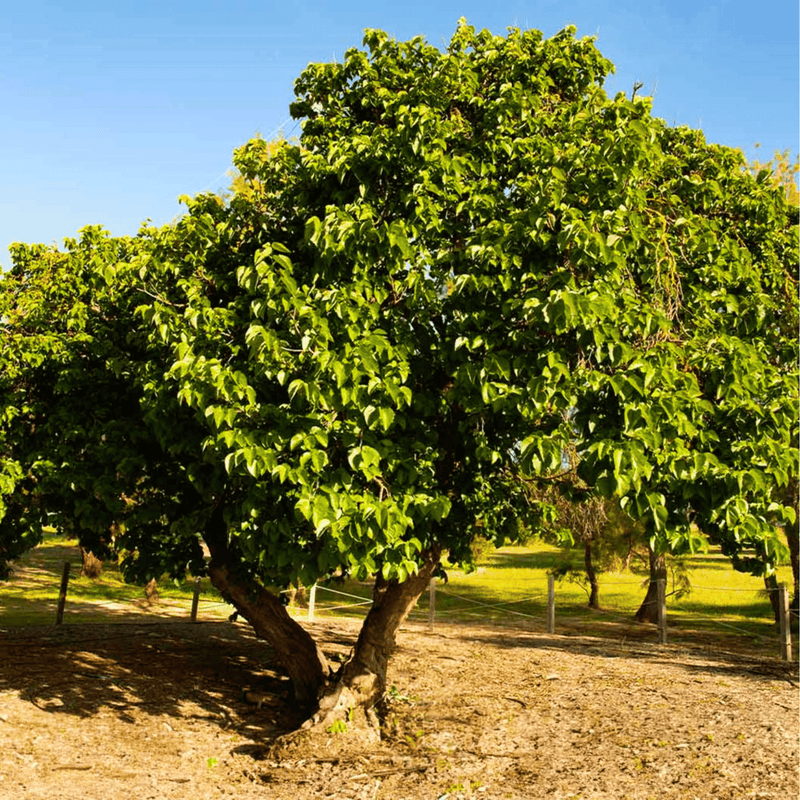 Load image into Gallery viewer, Black Mulberry – 50 Seeds
