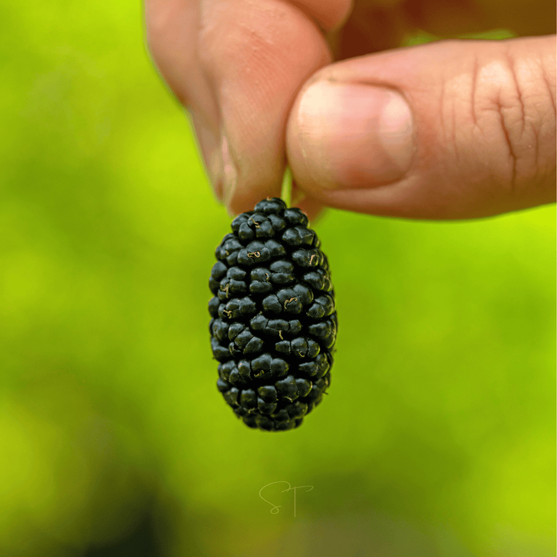 Load image into Gallery viewer, Black Mulberry – 50 Seeds
