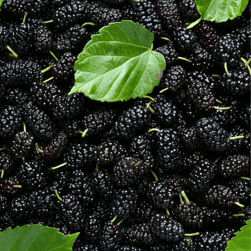 Load image into Gallery viewer, Black Mulberry – 50 Seeds

