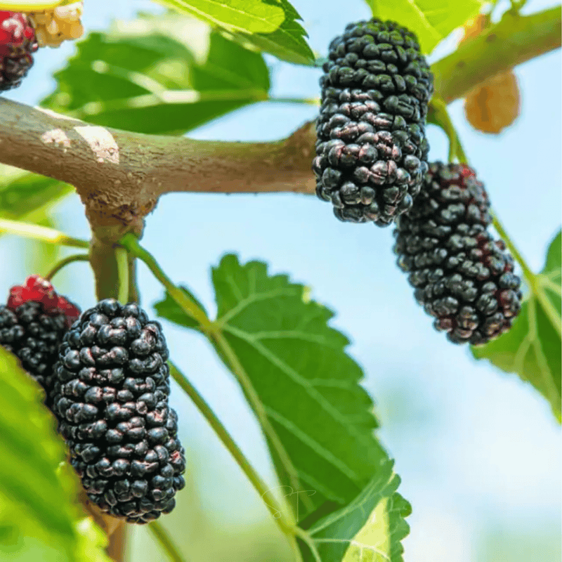 Load image into Gallery viewer, Black Mulberry – 50 Seeds
