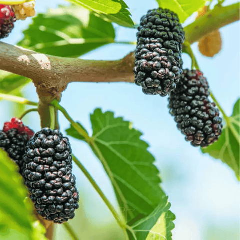 Black Mulberry – 50 Seeds, additional product view 2