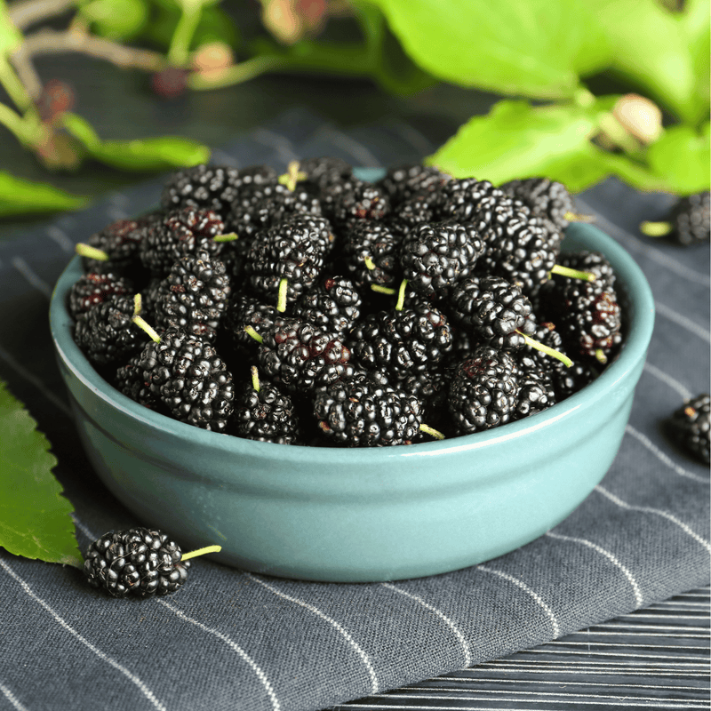 Load image into Gallery viewer, Black Mulberry – 50 Seeds
