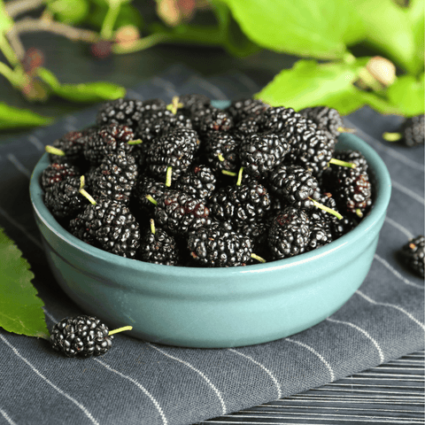 Black Mulberry 50 Seeds