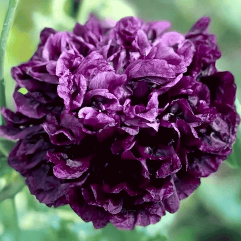 Black Peony Poppy 100 Seeds