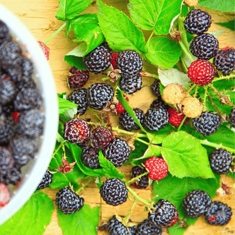Black Raspberry – 30 Seeds, additional product view 2