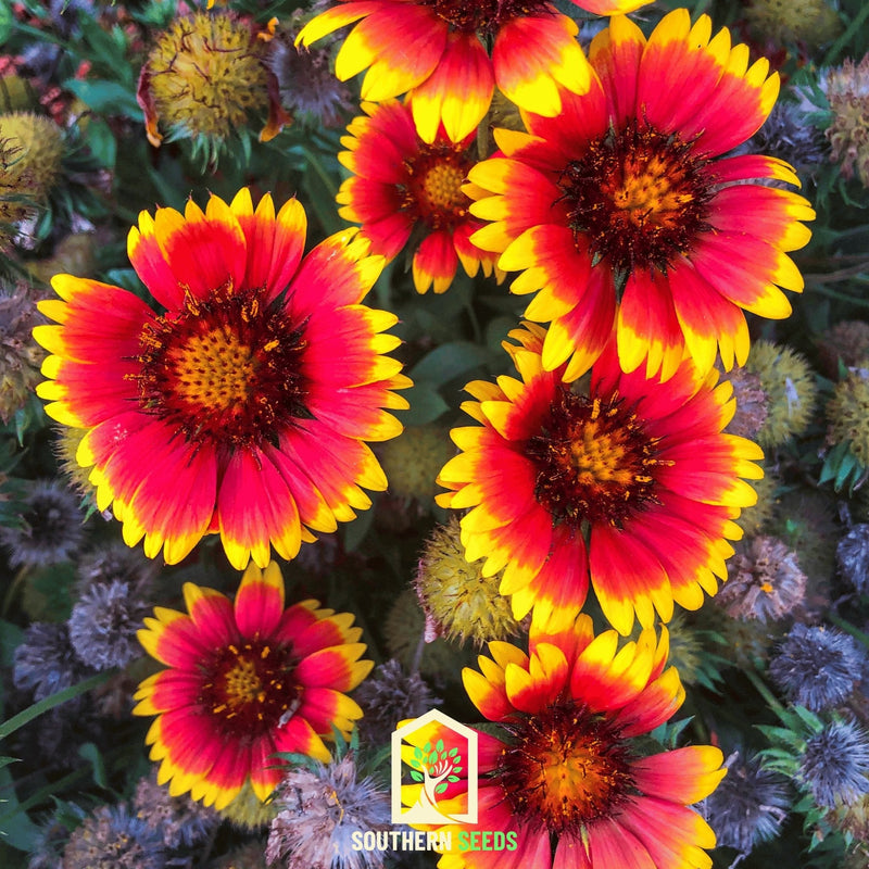 Load image into Gallery viewer, Blanket Flower – 200 Seeds
