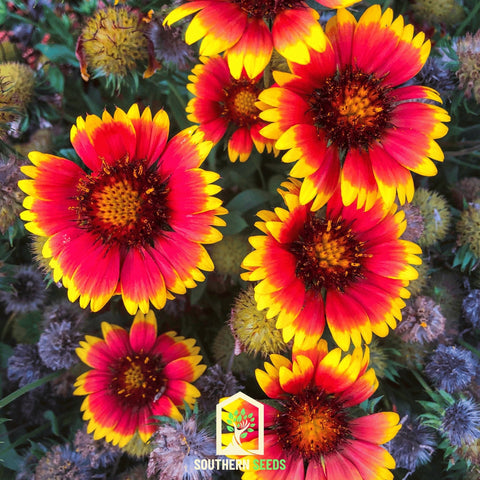 Blanket Flower 200 Seeds