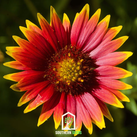 Blanket Flower – 200 Seeds, additional product view 2