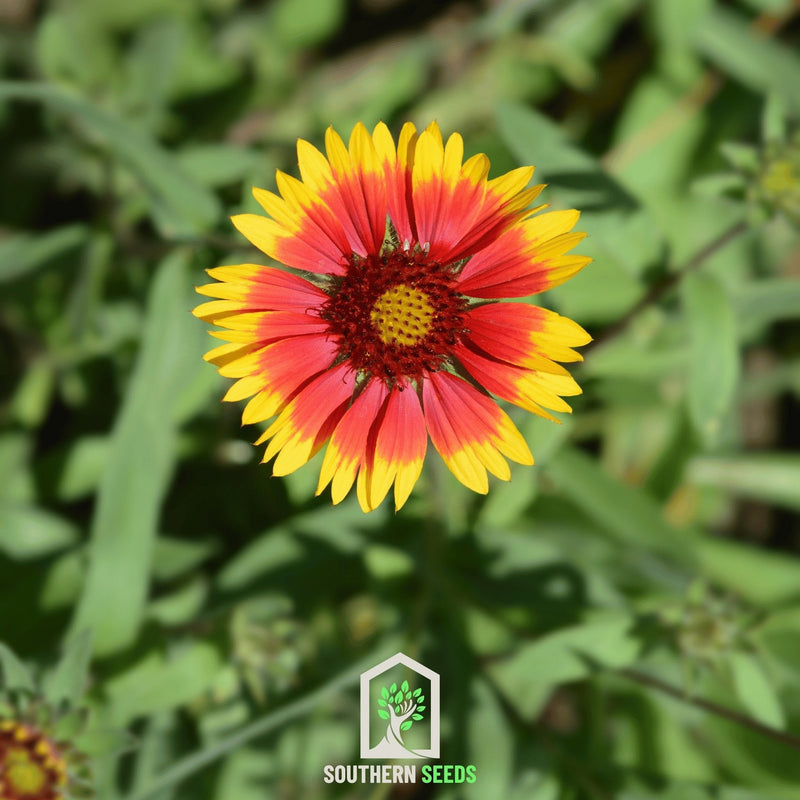 Load image into Gallery viewer, Blanket Flower – 200 Seeds
