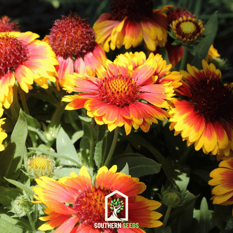 Load image into Gallery viewer, Blanket Flower – 200 Seeds
