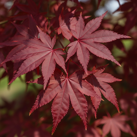 Bloodgood Japanese maple, premium quart