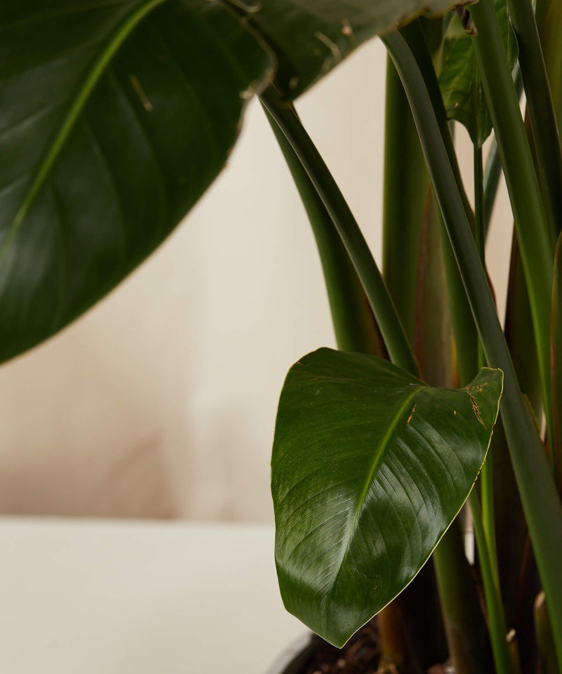 Load image into Gallery viewer, Bird of Paradise Luxe
