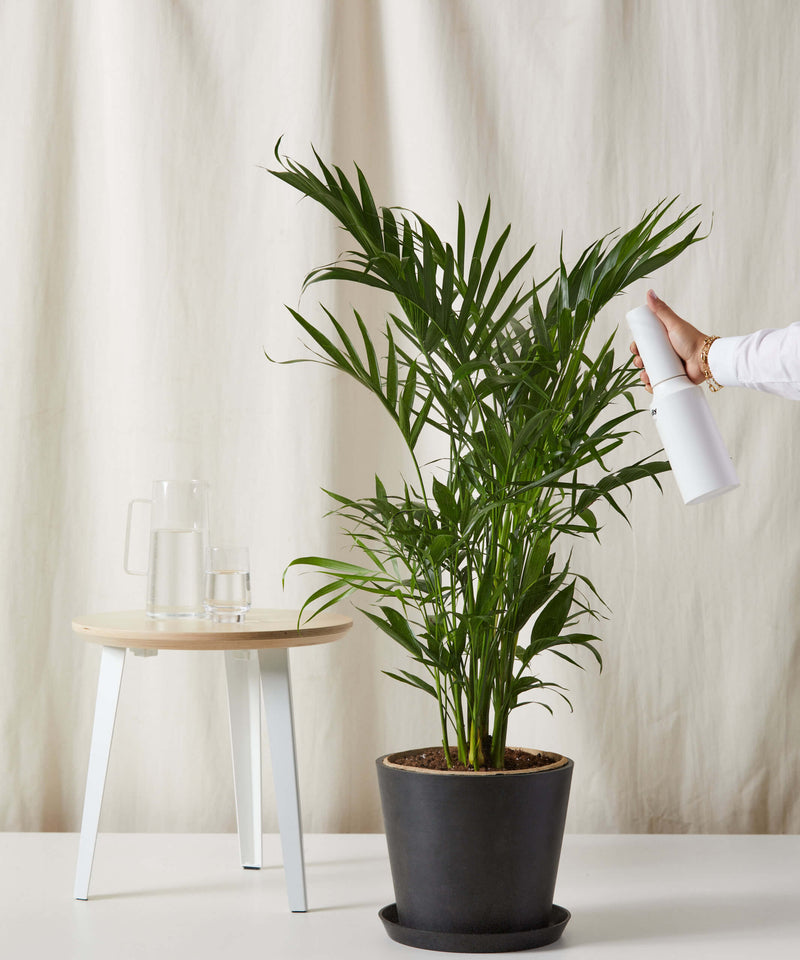 Load image into Gallery viewer, Cat Palm
