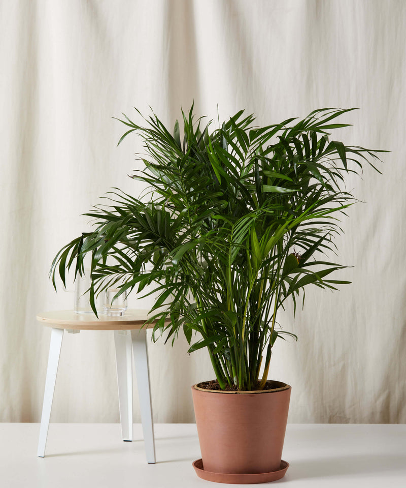 Load image into Gallery viewer, Cat Palm
