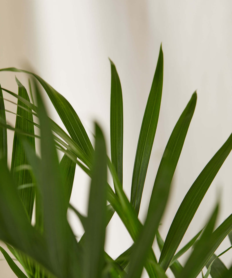 Load image into Gallery viewer, Cat Palm
