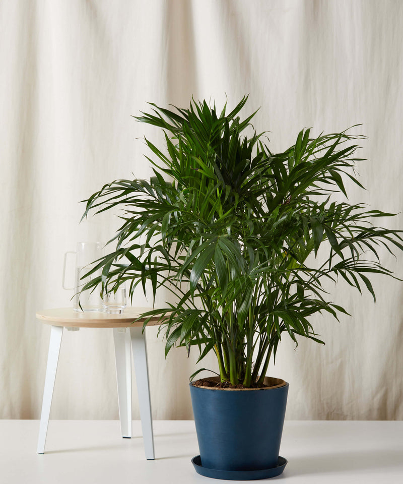 Load image into Gallery viewer, Cat Palm
