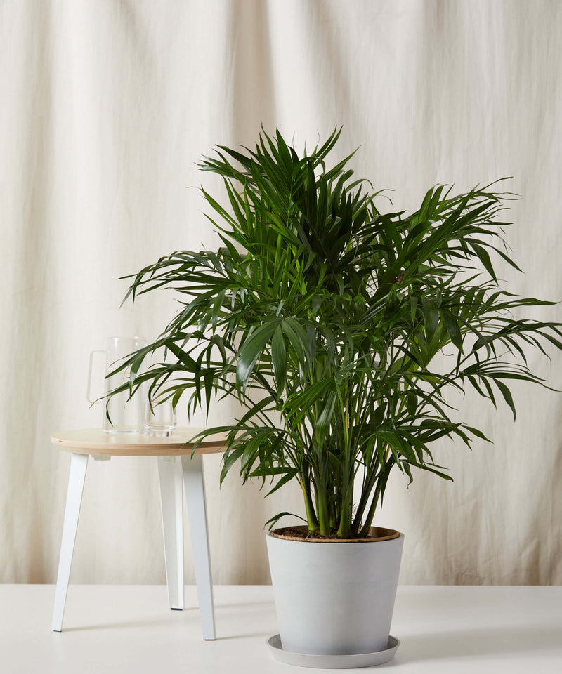 Load image into Gallery viewer, Cat Palm
