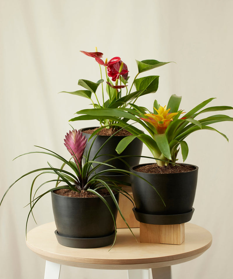 Load image into Gallery viewer, Colorful Collection
