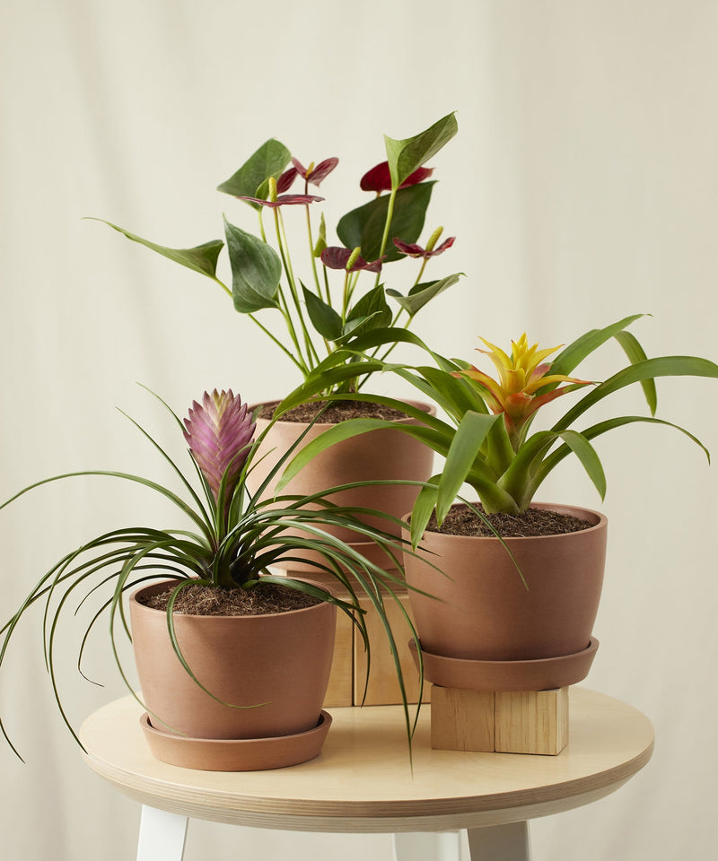 Load image into Gallery viewer, Colorful Collection
