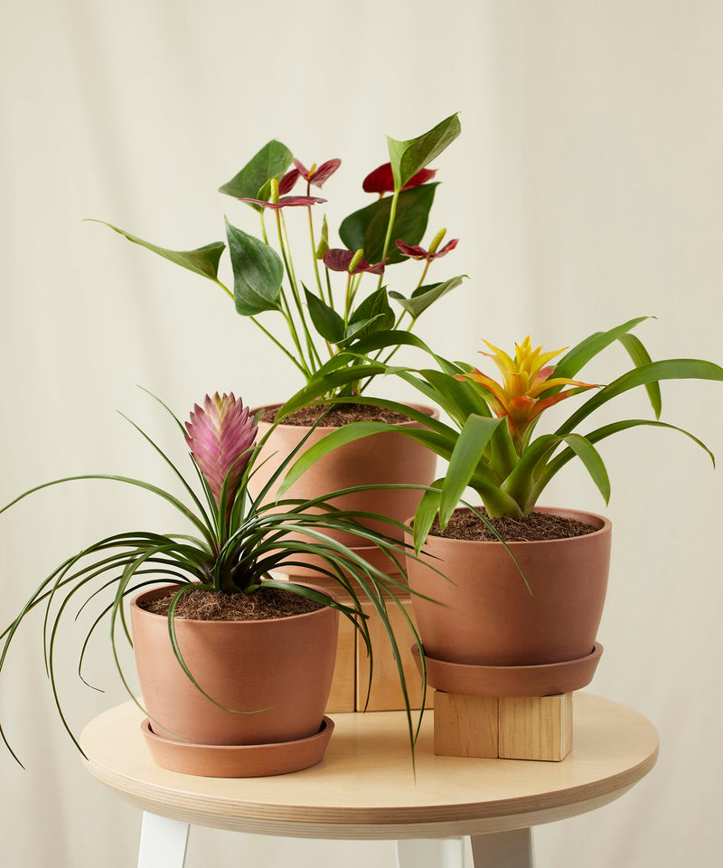 Load image into Gallery viewer, Colorful Collection
