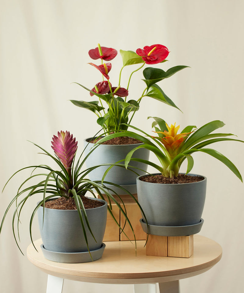 Load image into Gallery viewer, Colorful Collection
