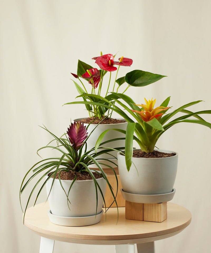 Load image into Gallery viewer, Colorful Collection
