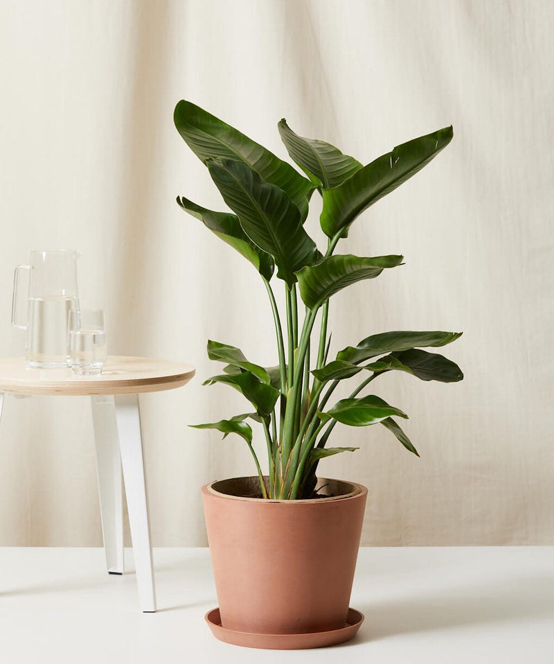 Load image into Gallery viewer, Bird of Paradise
