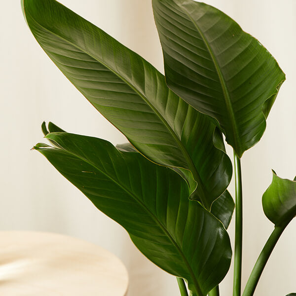 Load image into Gallery viewer, Bird of Paradise Luxe
