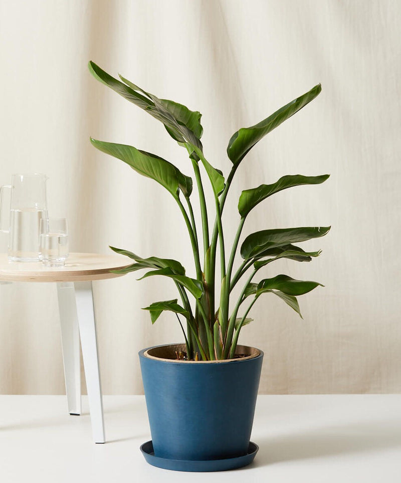 Load image into Gallery viewer, Bird of Paradise
