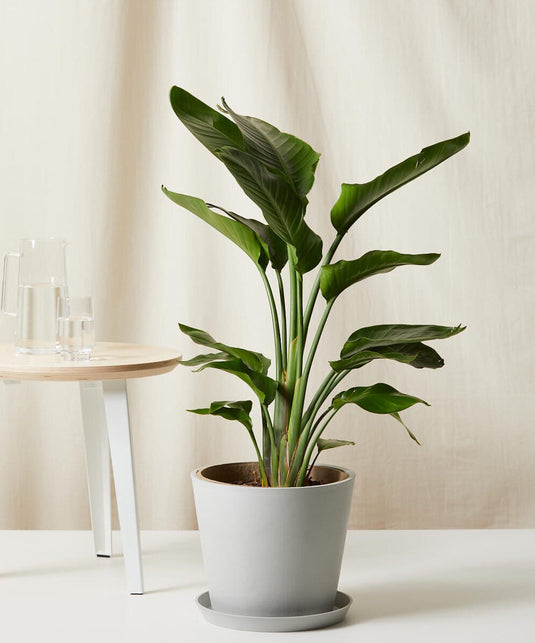 Bird of Paradise Luxe