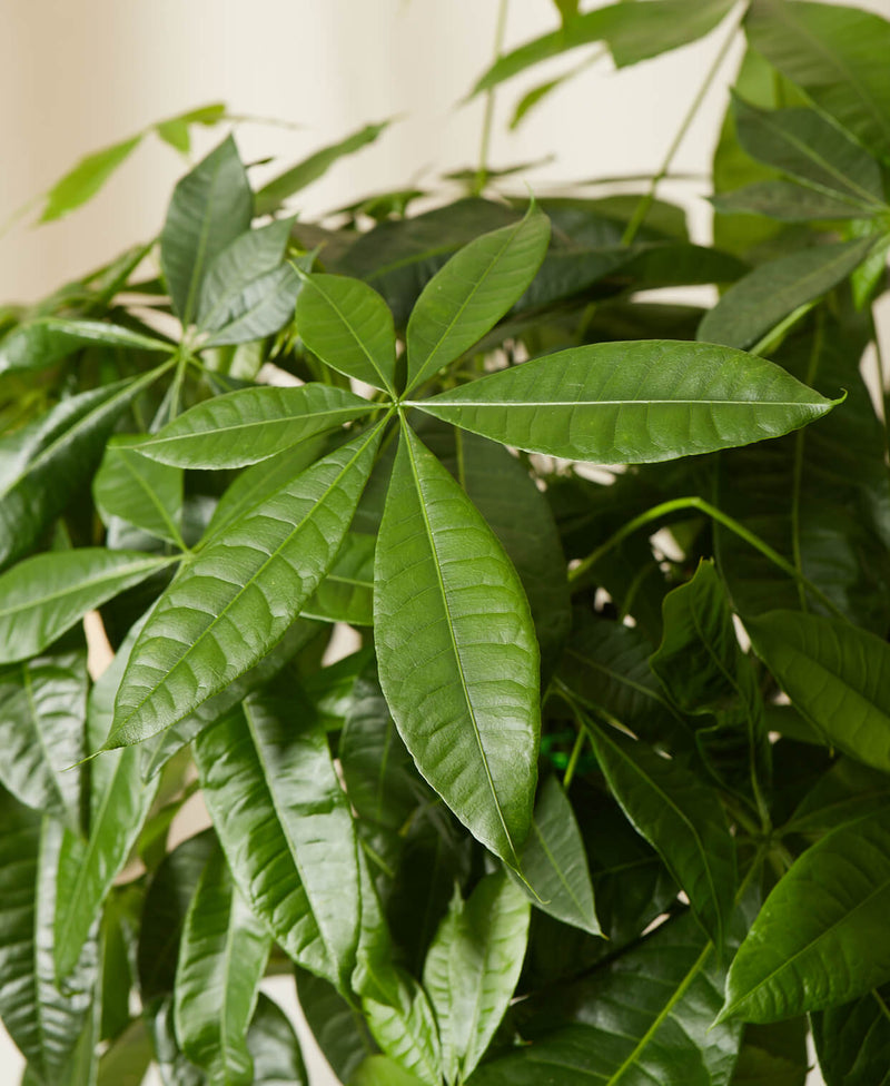 Load image into Gallery viewer, Money Tree
