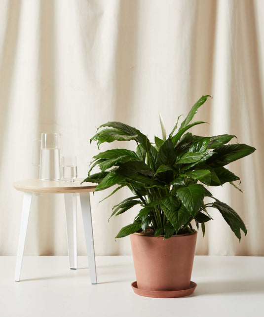 XL Peace Lily
