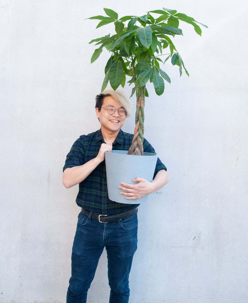 Load image into Gallery viewer, Money Tree
