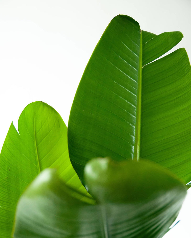 Load image into Gallery viewer, Bird of Paradise
