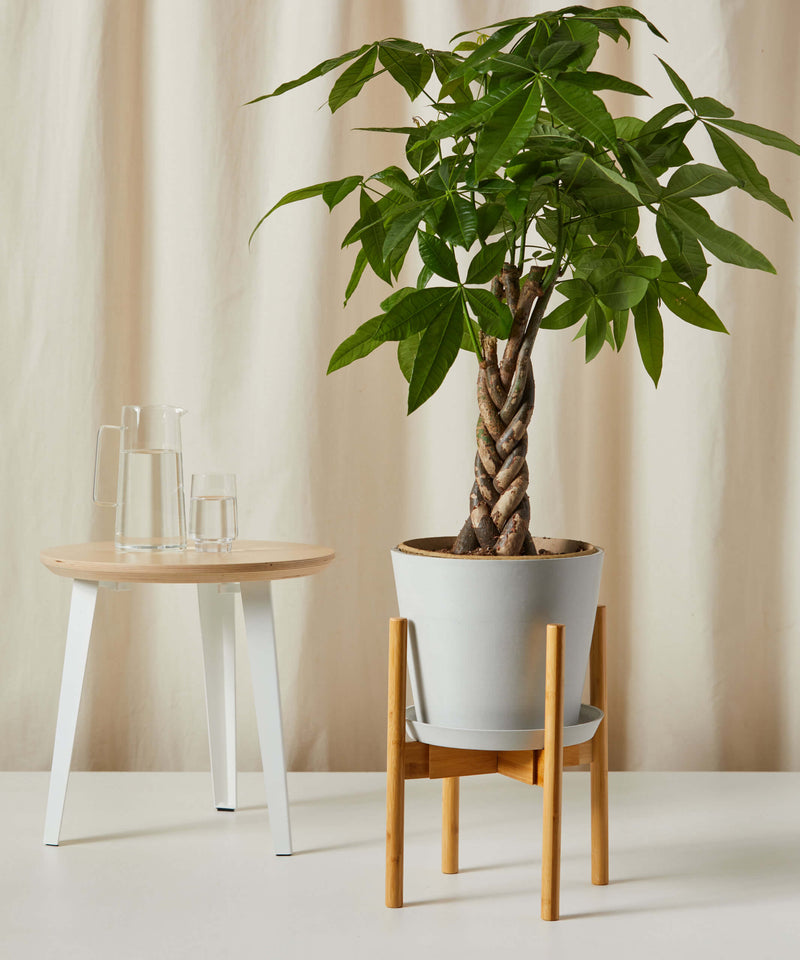 Load image into Gallery viewer, Money Tree
