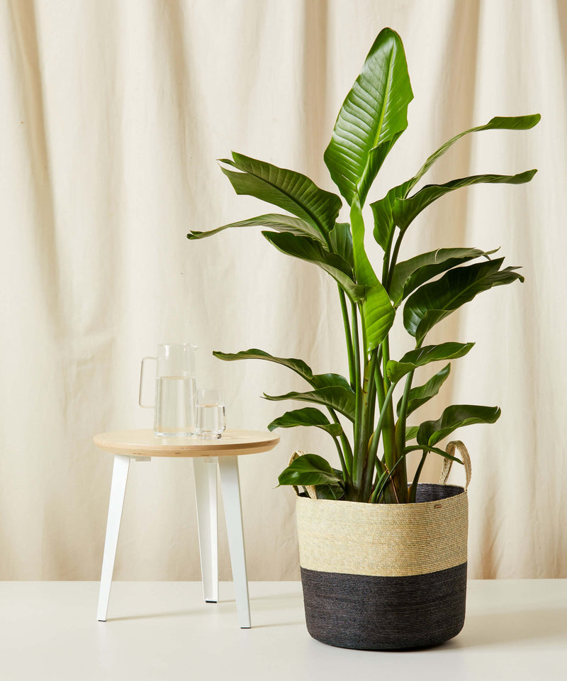 Load image into Gallery viewer, Bird of Paradise Luxe
