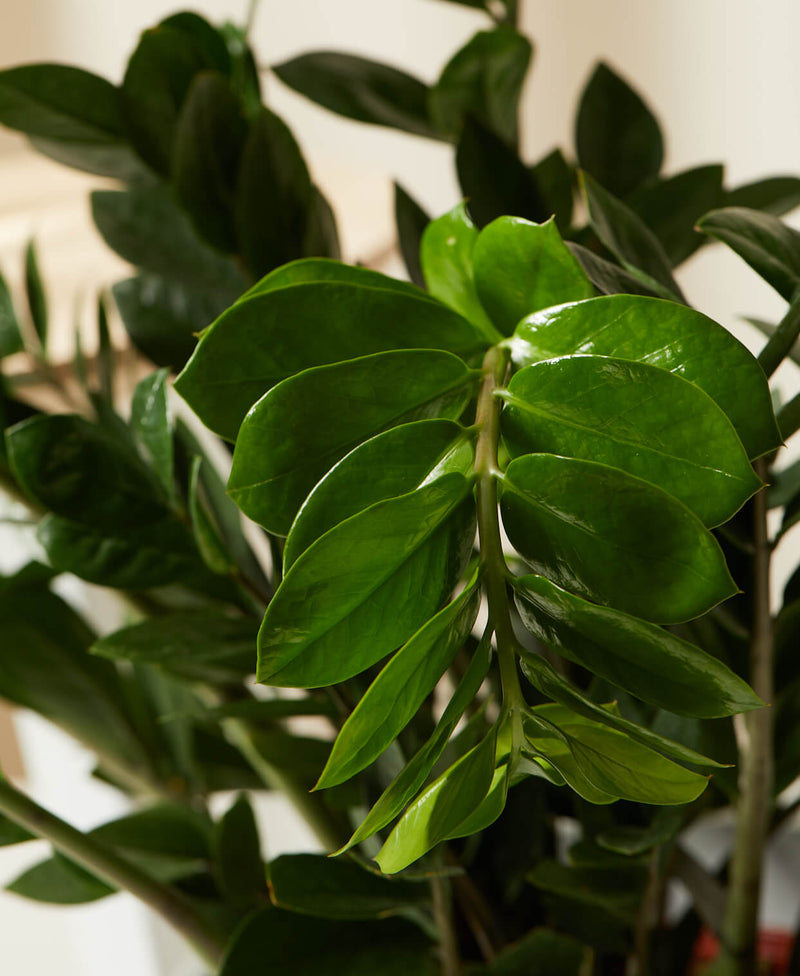 Load image into Gallery viewer, ZZ Plant
