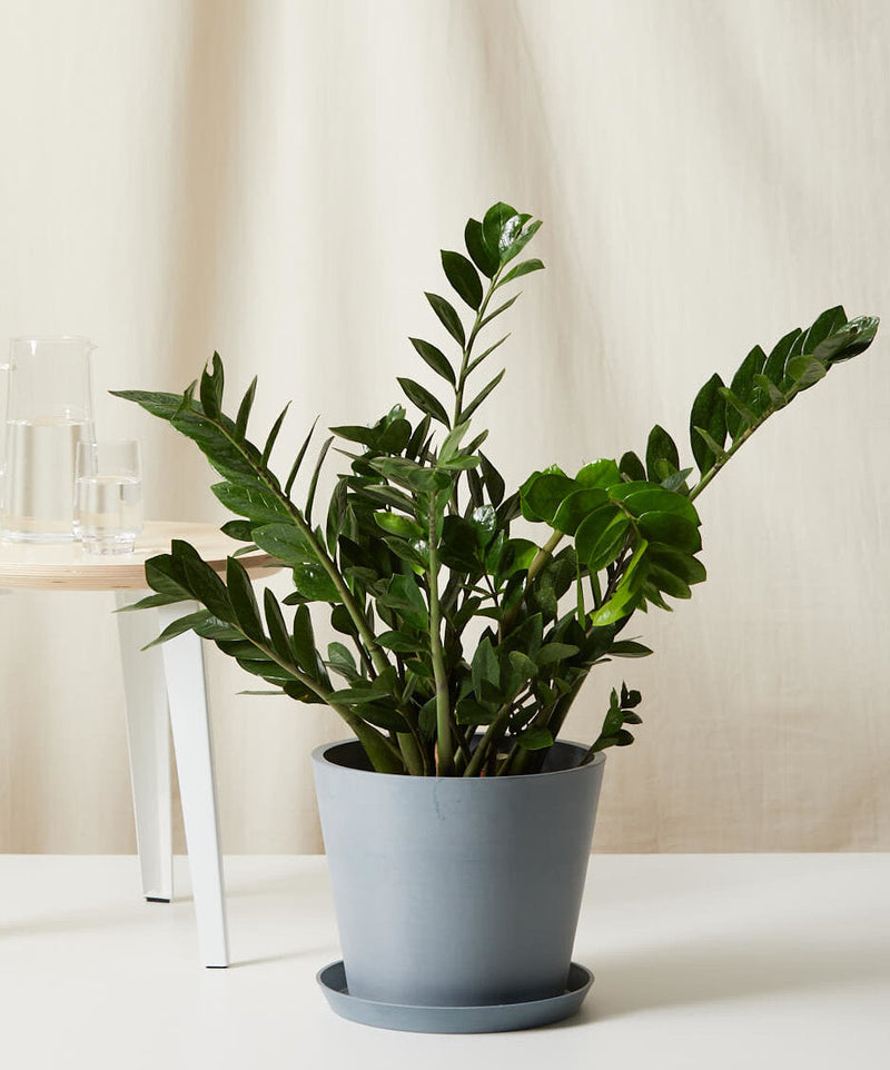 Load image into Gallery viewer, ZZ Plant
