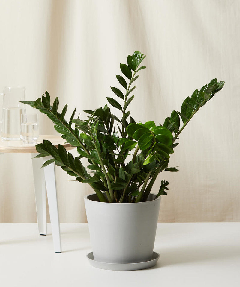 Load image into Gallery viewer, ZZ Plant
