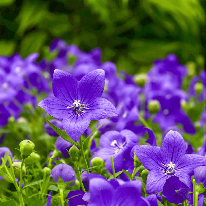 Load image into Gallery viewer, Blue Balloon Flower – 50 Seeds
