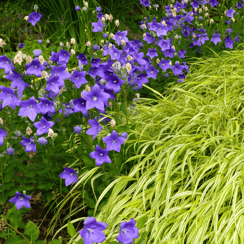 Load image into Gallery viewer, Blue Balloon Flower – 50 Seeds
