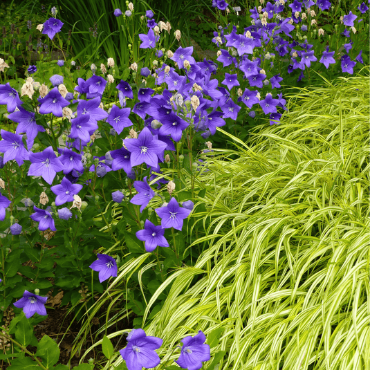 Blue Balloon Flower – 50 Seeds