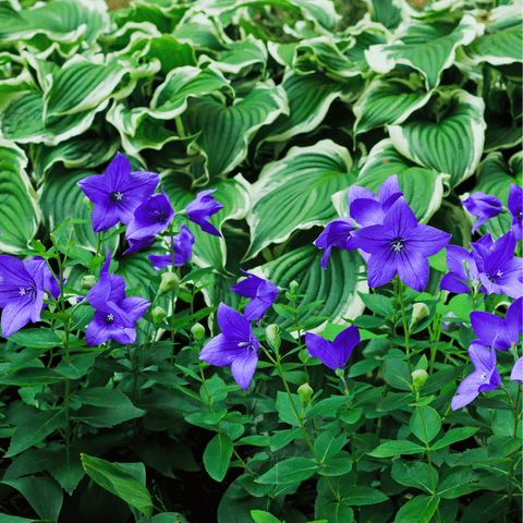 Blue Balloon Flower – 50 Seeds, additional product view 2
