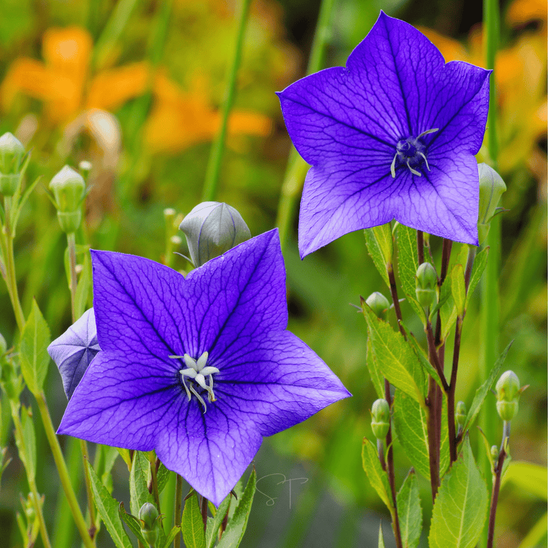 Load image into Gallery viewer, Blue Balloon Flower – 50 Seeds
