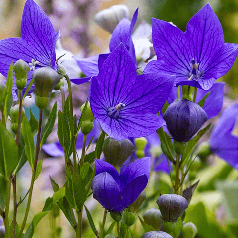 Blue Balloon Flower seeds package, 50 count, GrowTime Garden Supply