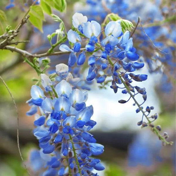 Load image into Gallery viewer, Blue Chinese Wisteria Tree
