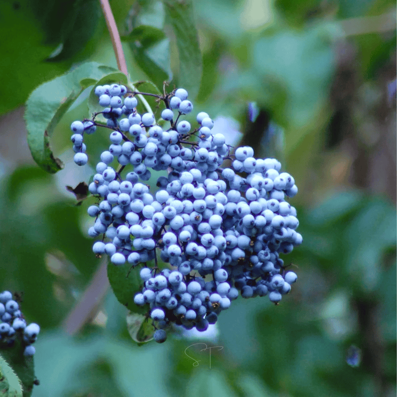 Load image into Gallery viewer, Blue Elderberry – 50 Seeds
