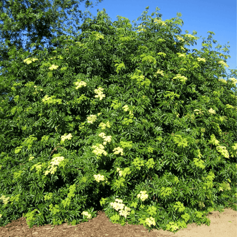Blue Elderberry – 50 Seeds, additional product view 2