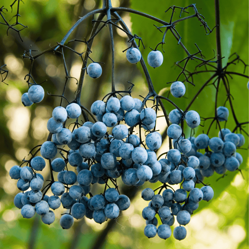 Load image into Gallery viewer, Blue Elderberry – 50 Seeds
