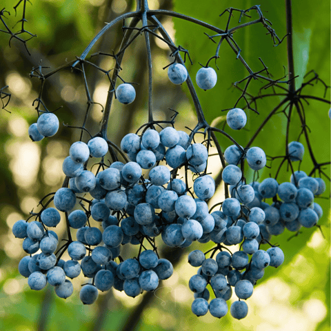 Blue Elderberry seeds package, 50 count, GrowTime Garden Supply